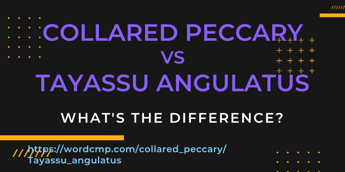 Difference between collared peccary and Tayassu angulatus