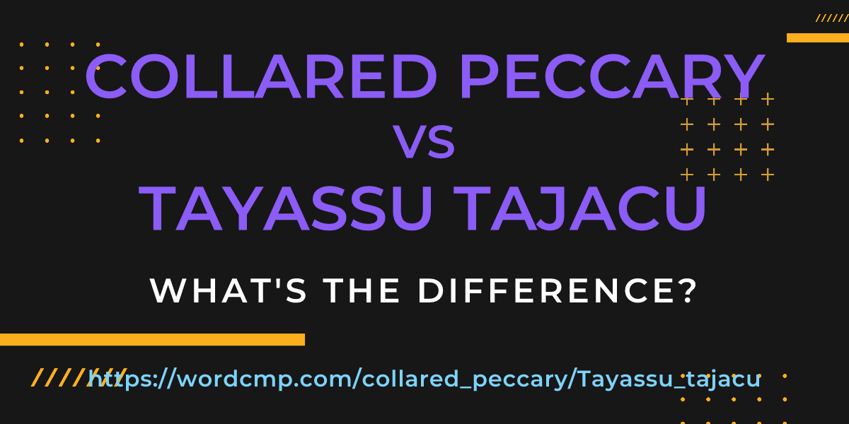 Difference between collared peccary and Tayassu tajacu