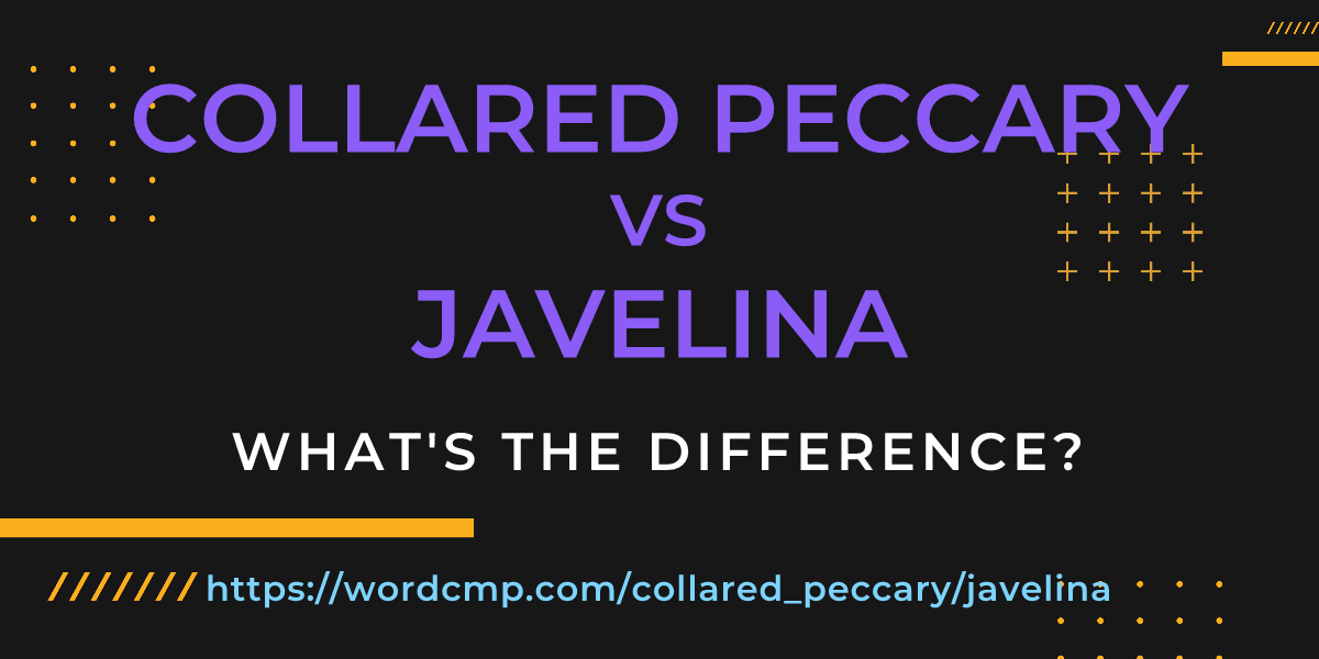 Difference between collared peccary and javelina