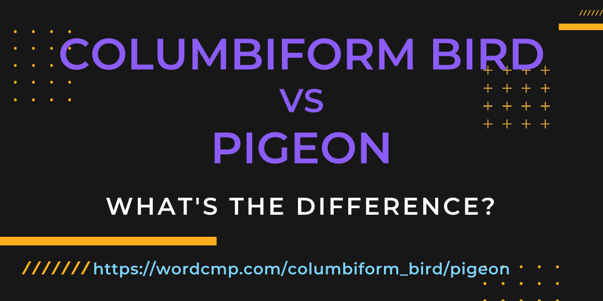 Difference between columbiform bird and pigeon