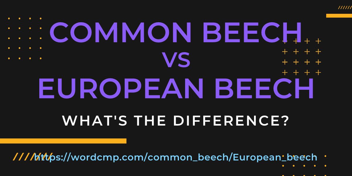 Difference between common beech and European beech