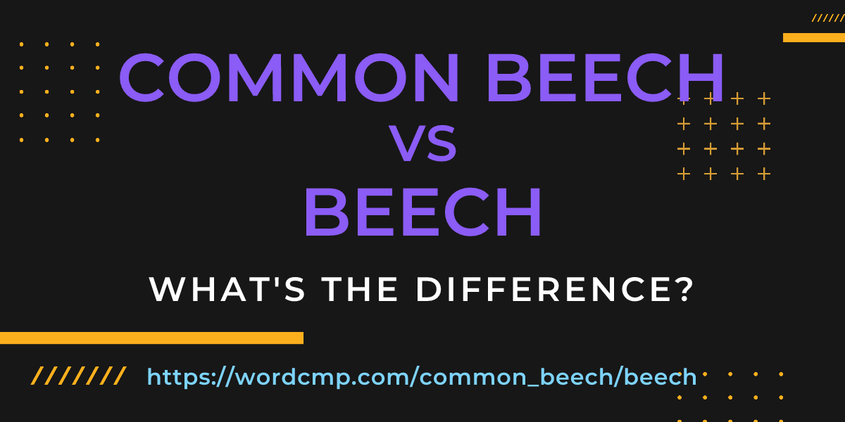 Difference between common beech and beech