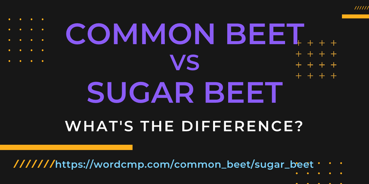 Difference between common beet and sugar beet