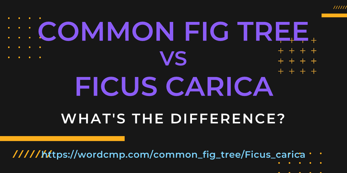 Difference between common fig tree and Ficus carica