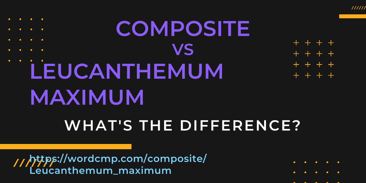 Difference between composite and Leucanthemum maximum