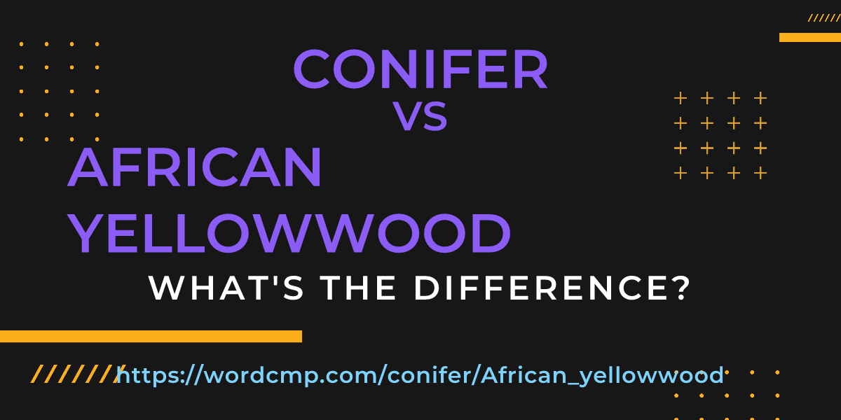 Difference between conifer and African yellowwood