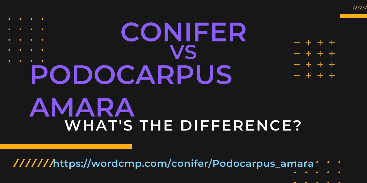 Difference between conifer and Podocarpus amara