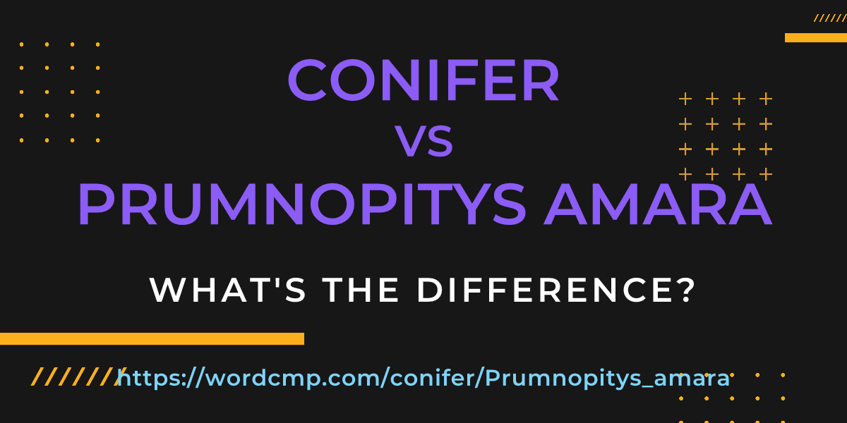 Difference between conifer and Prumnopitys amara