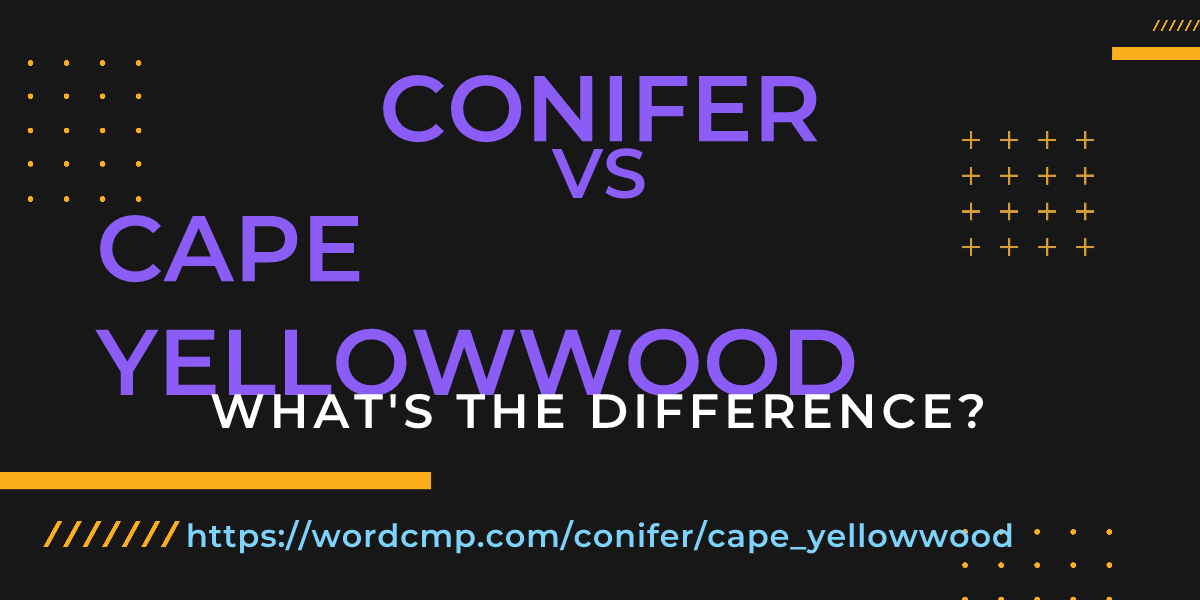 Difference between conifer and cape yellowwood