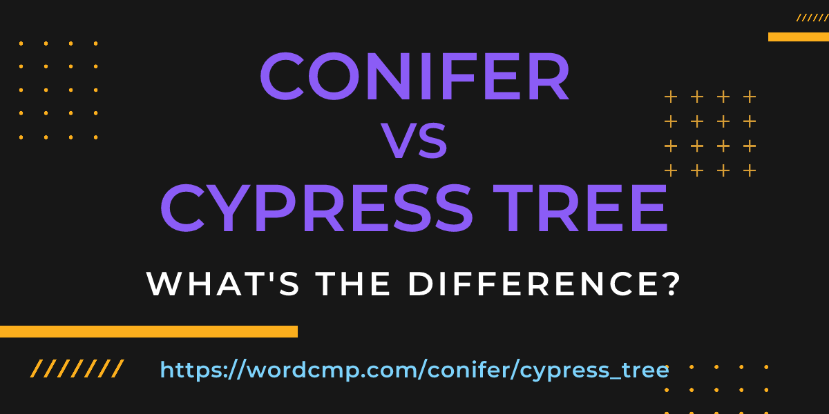 Difference between conifer and cypress tree