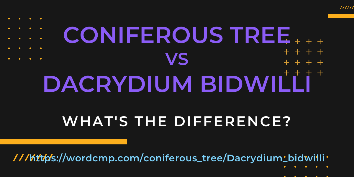 Difference between coniferous tree and Dacrydium bidwilli