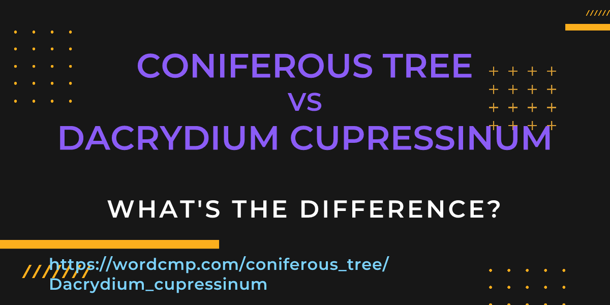 Difference between coniferous tree and Dacrydium cupressinum
