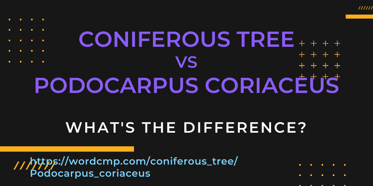 Difference between coniferous tree and Podocarpus coriaceus