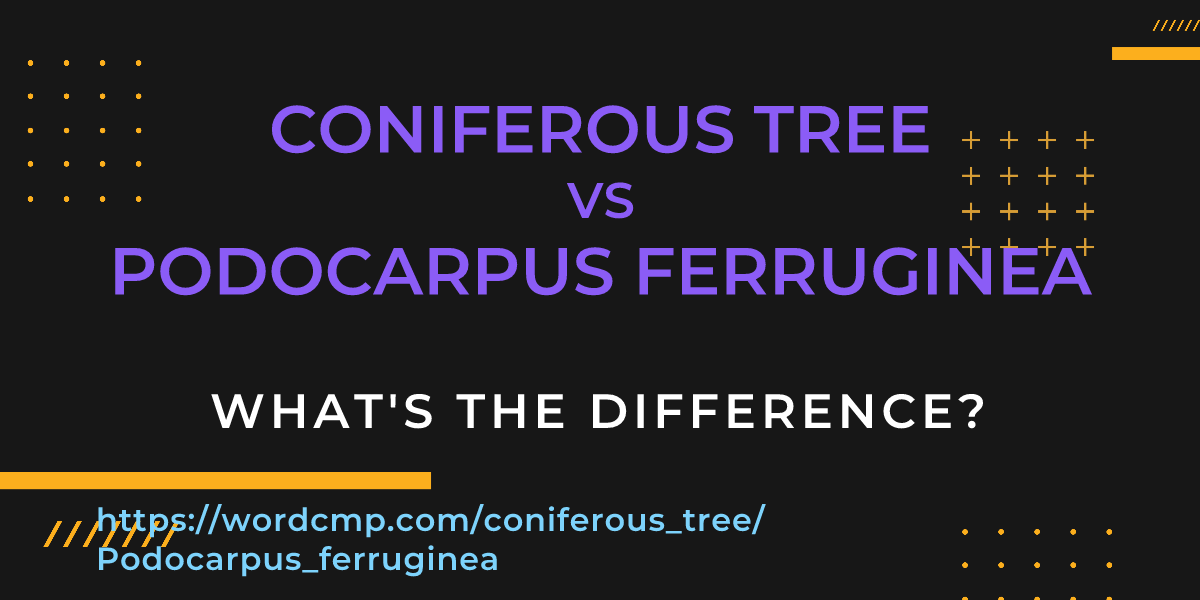 Difference between coniferous tree and Podocarpus ferruginea