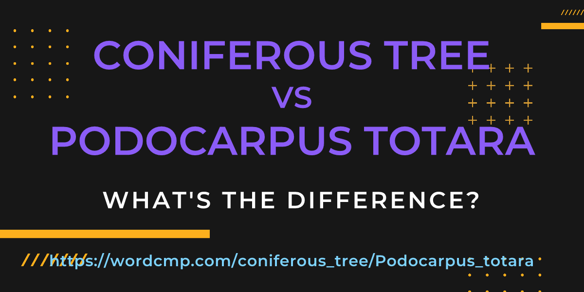 Difference between coniferous tree and Podocarpus totara