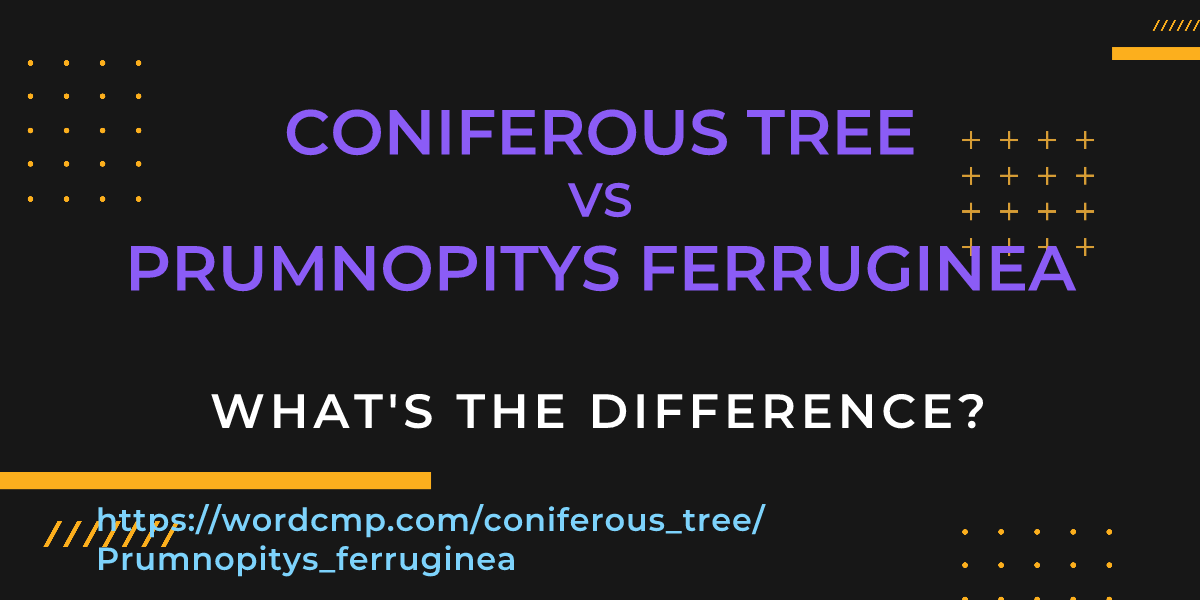 Difference between coniferous tree and Prumnopitys ferruginea