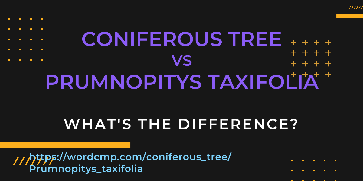 Difference between coniferous tree and Prumnopitys taxifolia