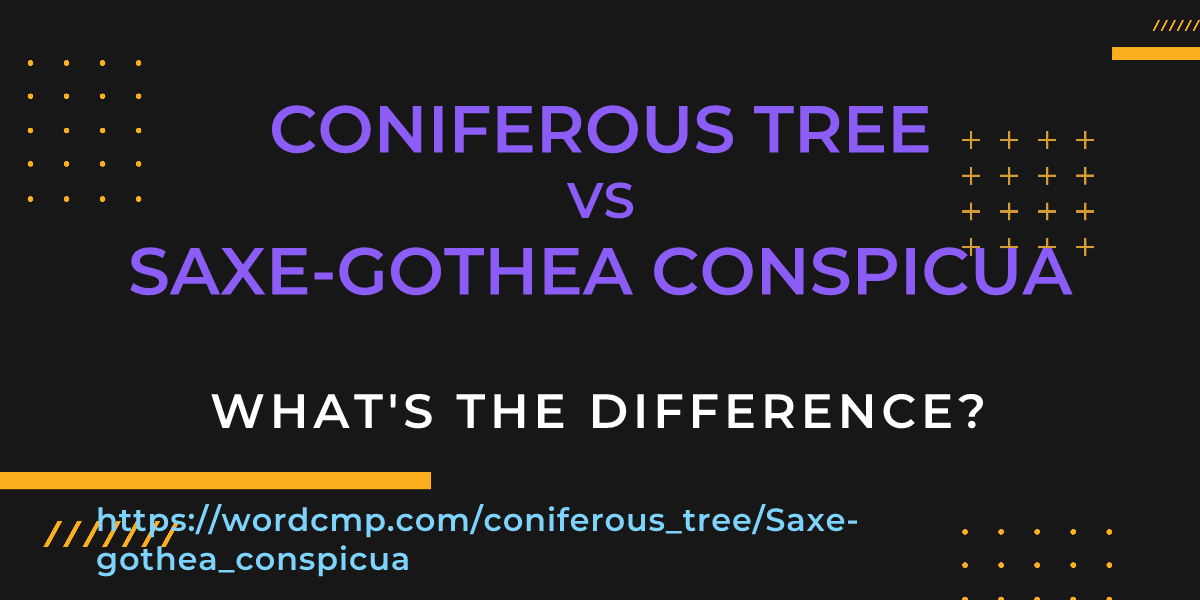 Difference between coniferous tree and Saxe-gothea conspicua