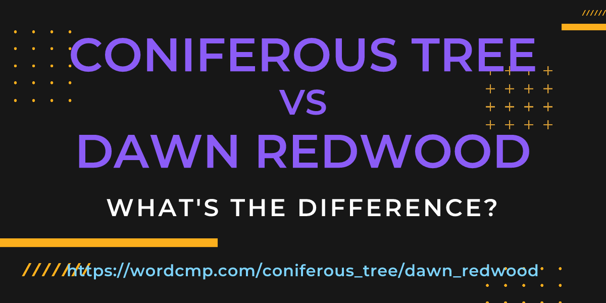 Difference between coniferous tree and dawn redwood
