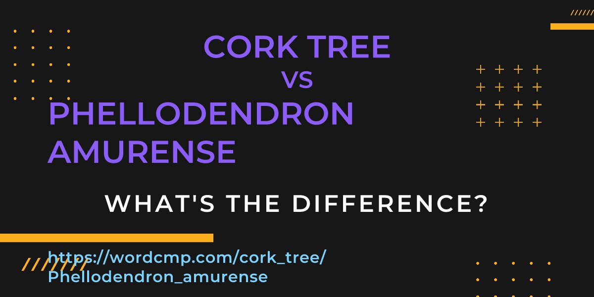 Difference between cork tree and Phellodendron amurense