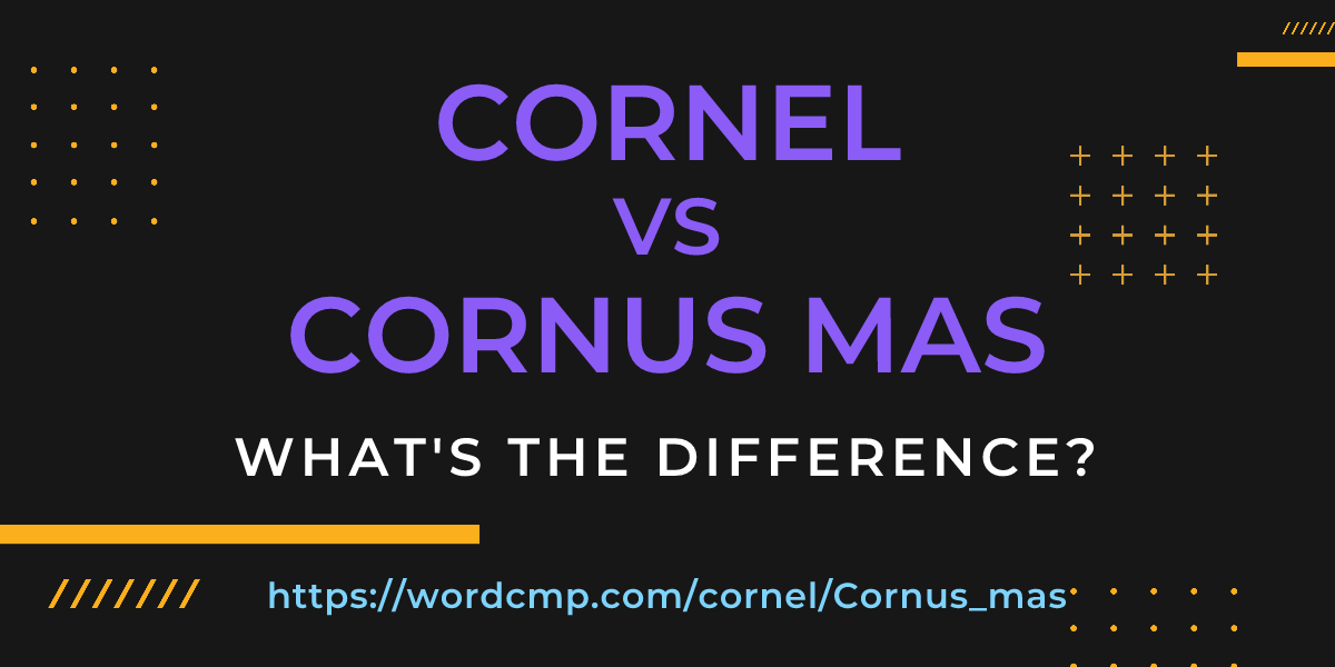 Difference between cornel and Cornus mas