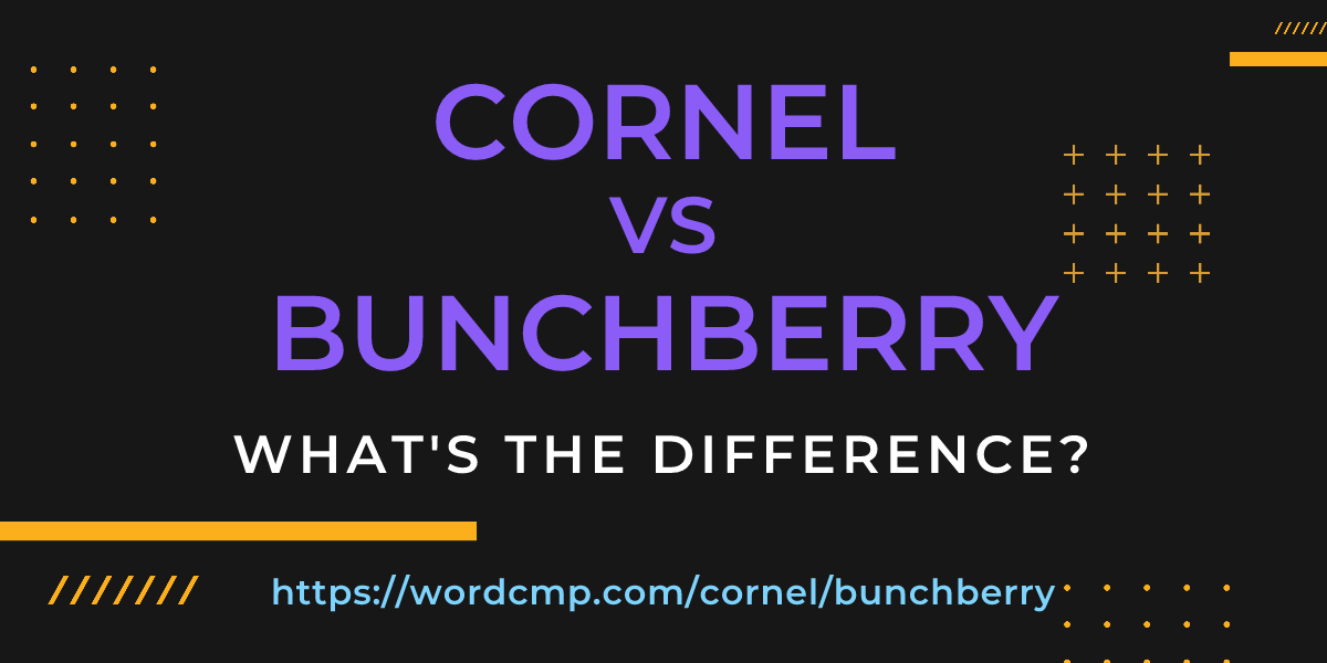 Difference between cornel and bunchberry