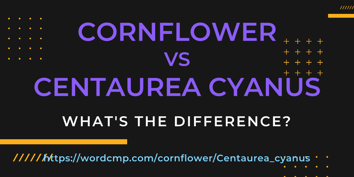 Difference between cornflower and Centaurea cyanus