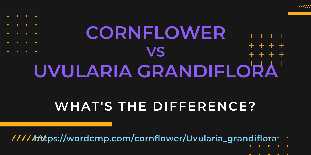 Difference between cornflower and Uvularia grandiflora