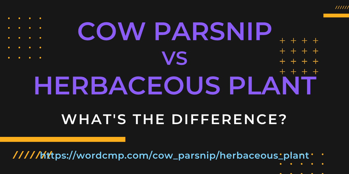 Difference between cow parsnip and herbaceous plant