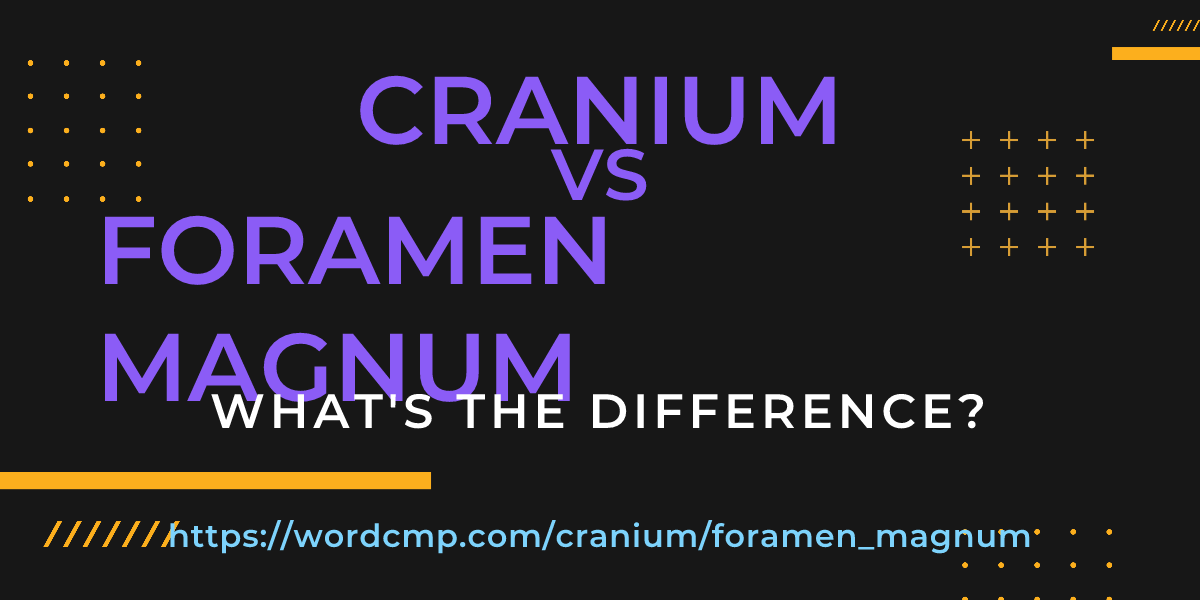 Difference between cranium and foramen magnum