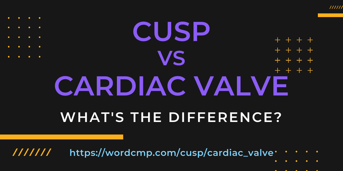 Difference between cusp and cardiac valve