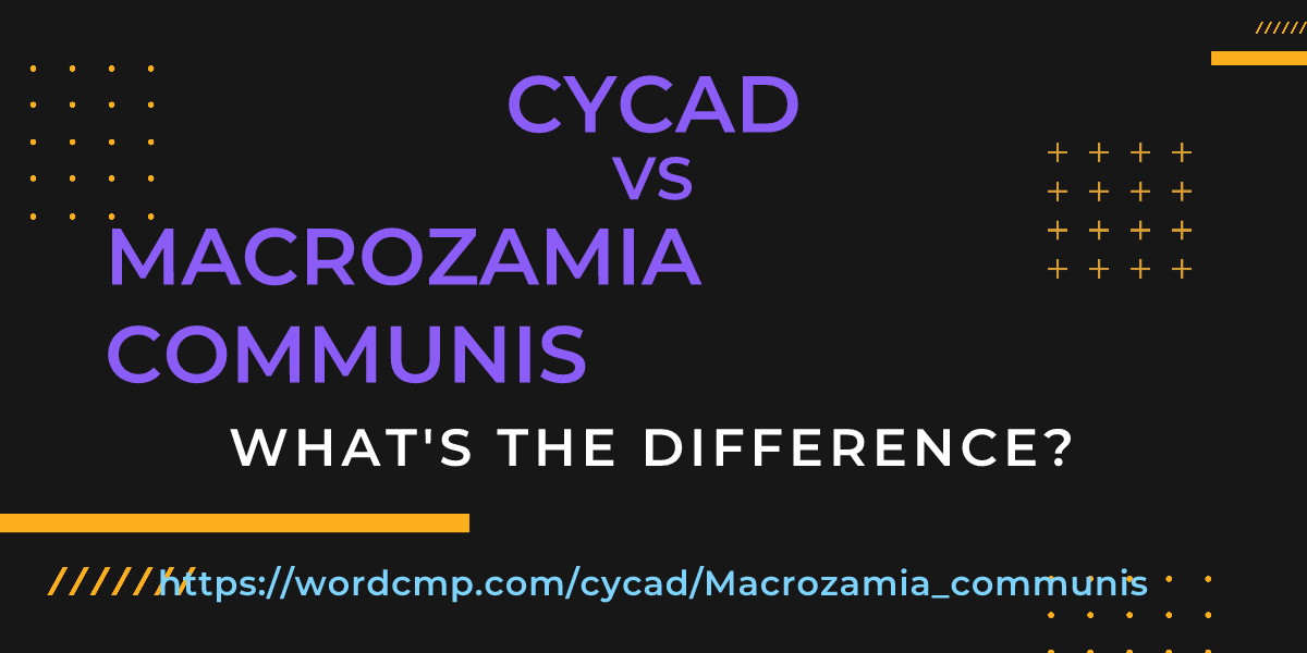 Difference between cycad and Macrozamia communis