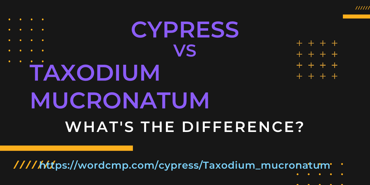 Difference between cypress and Taxodium mucronatum