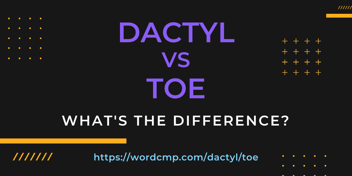 Difference between dactyl and toe