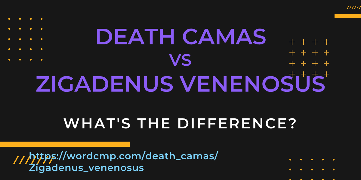 Difference between death camas and Zigadenus venenosus