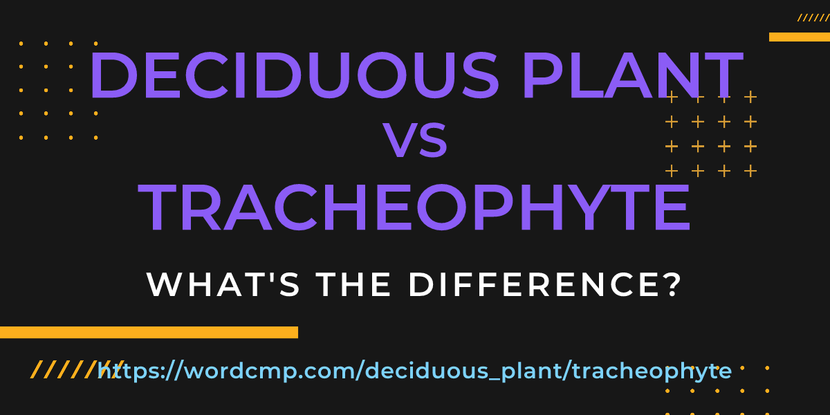 Difference between deciduous plant and tracheophyte