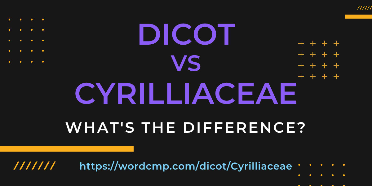 Difference between dicot and Cyrilliaceae