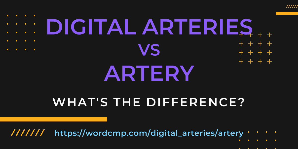 Difference between digital arteries and artery