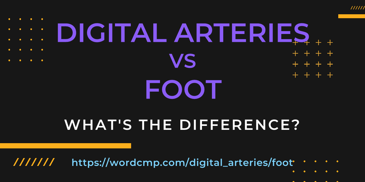 Difference between digital arteries and foot