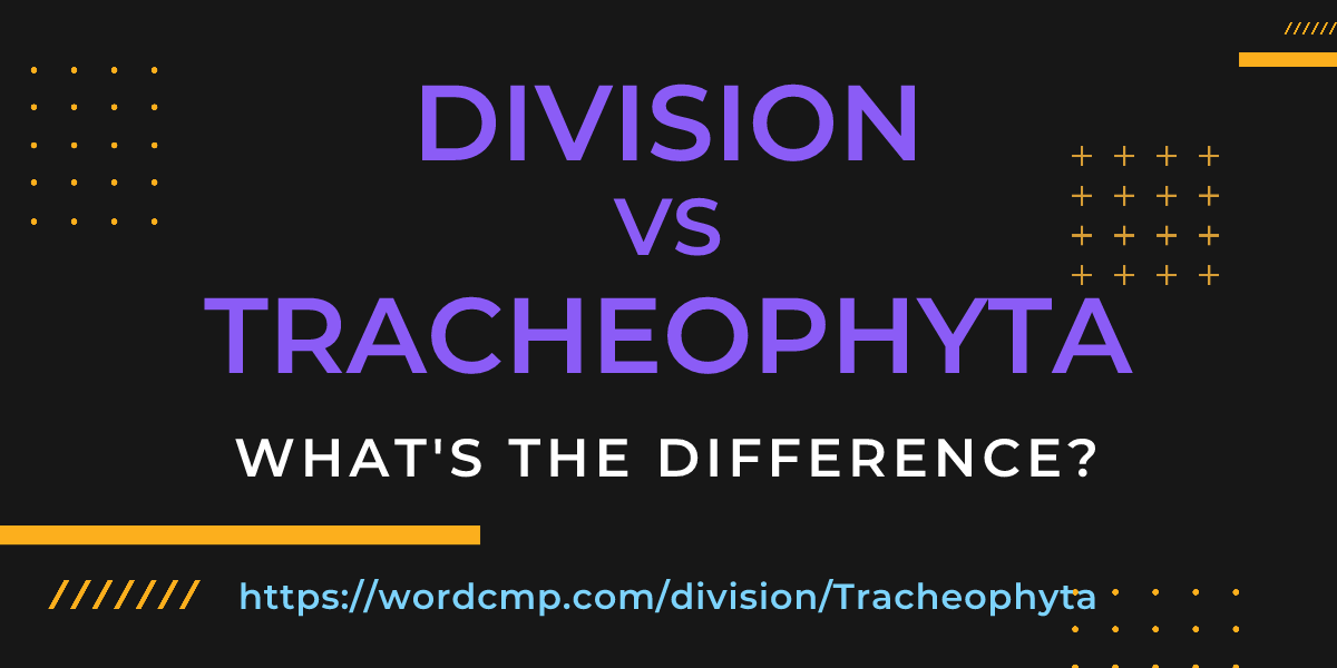 Difference between division and Tracheophyta