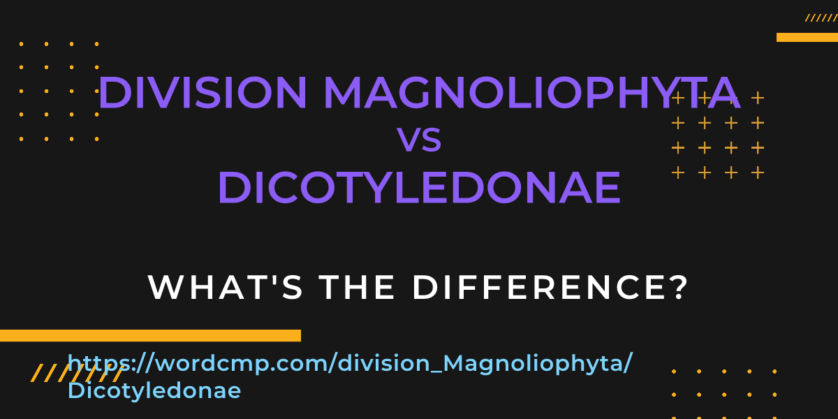 Difference between division Magnoliophyta and Dicotyledonae