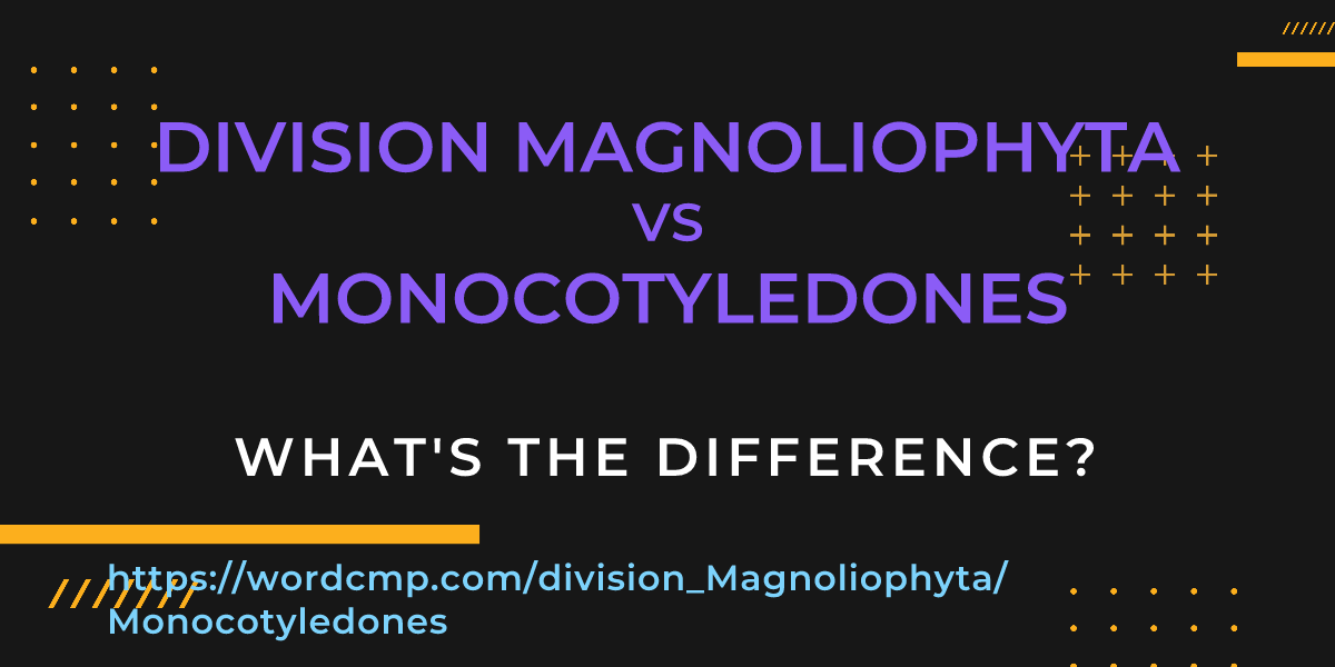 Difference between division Magnoliophyta and Monocotyledones