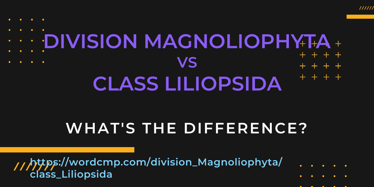 Difference between division Magnoliophyta and class Liliopsida
