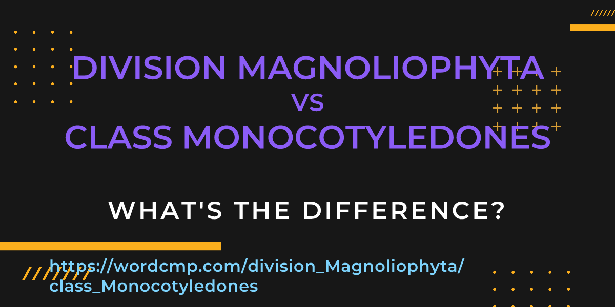 Difference between division Magnoliophyta and class Monocotyledones