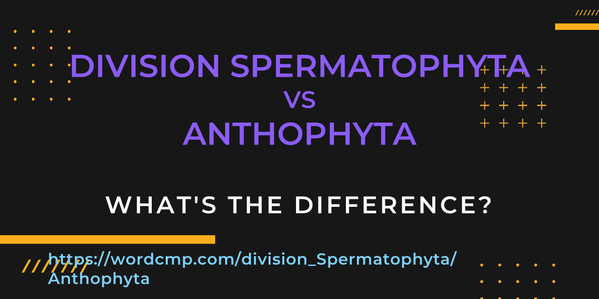 Difference between division Spermatophyta and Anthophyta