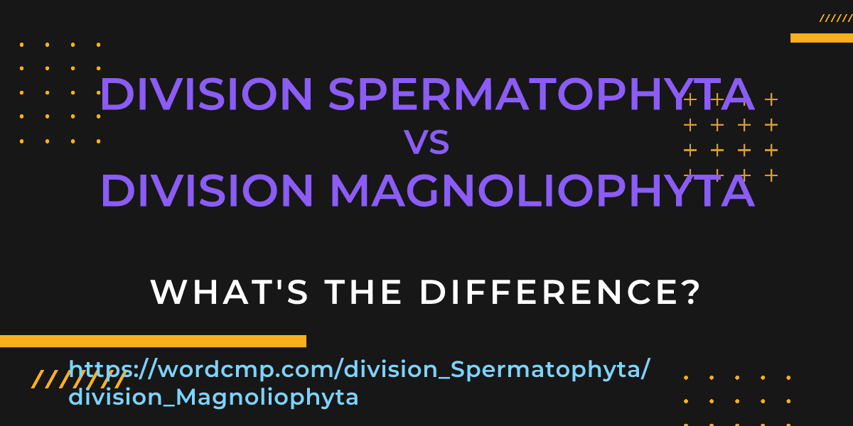 Difference between division Spermatophyta and division Magnoliophyta