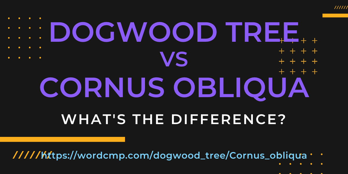 Difference between dogwood tree and Cornus obliqua