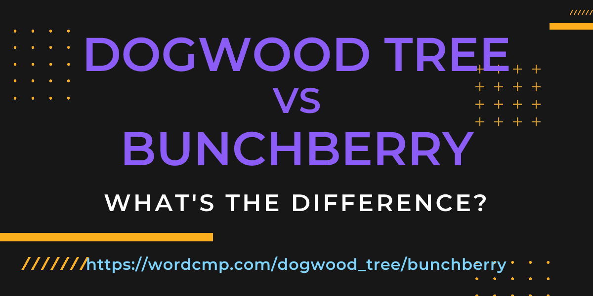 Difference between dogwood tree and bunchberry