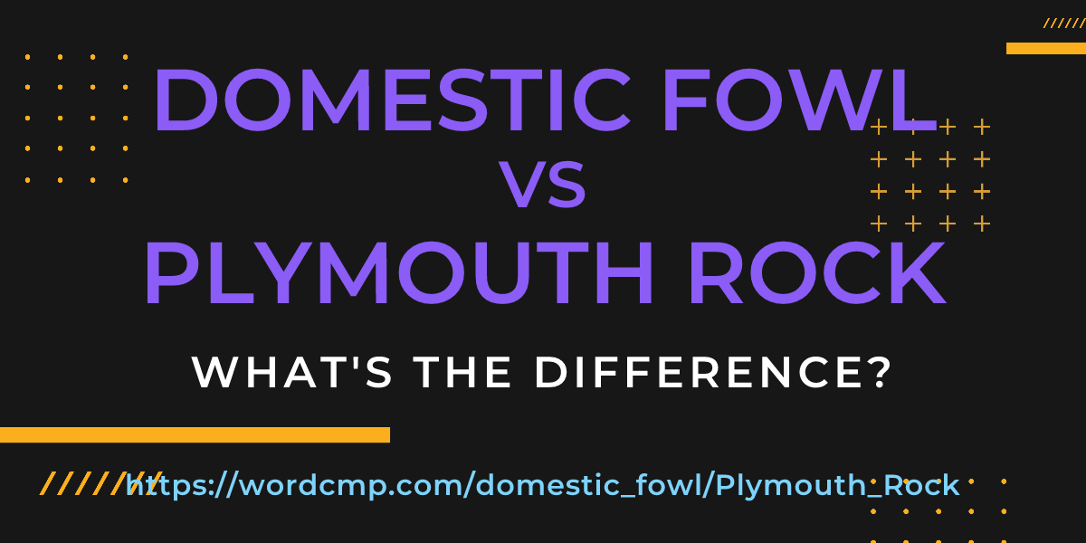 Difference between domestic fowl and Plymouth Rock