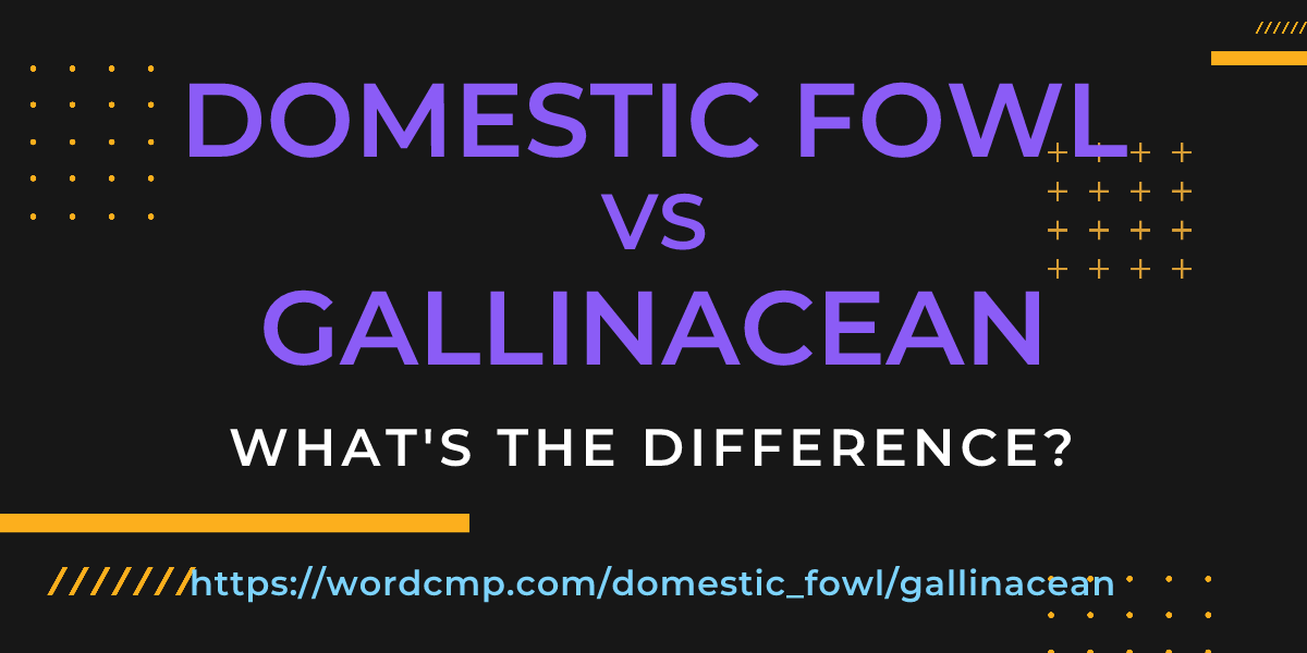 Difference between domestic fowl and gallinacean